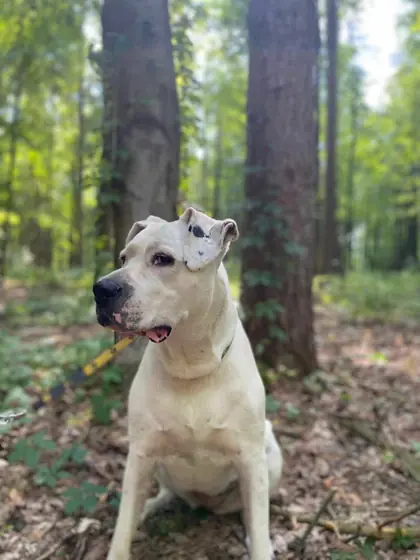 Bea, a white Dogo Argentino, sitting in the woods