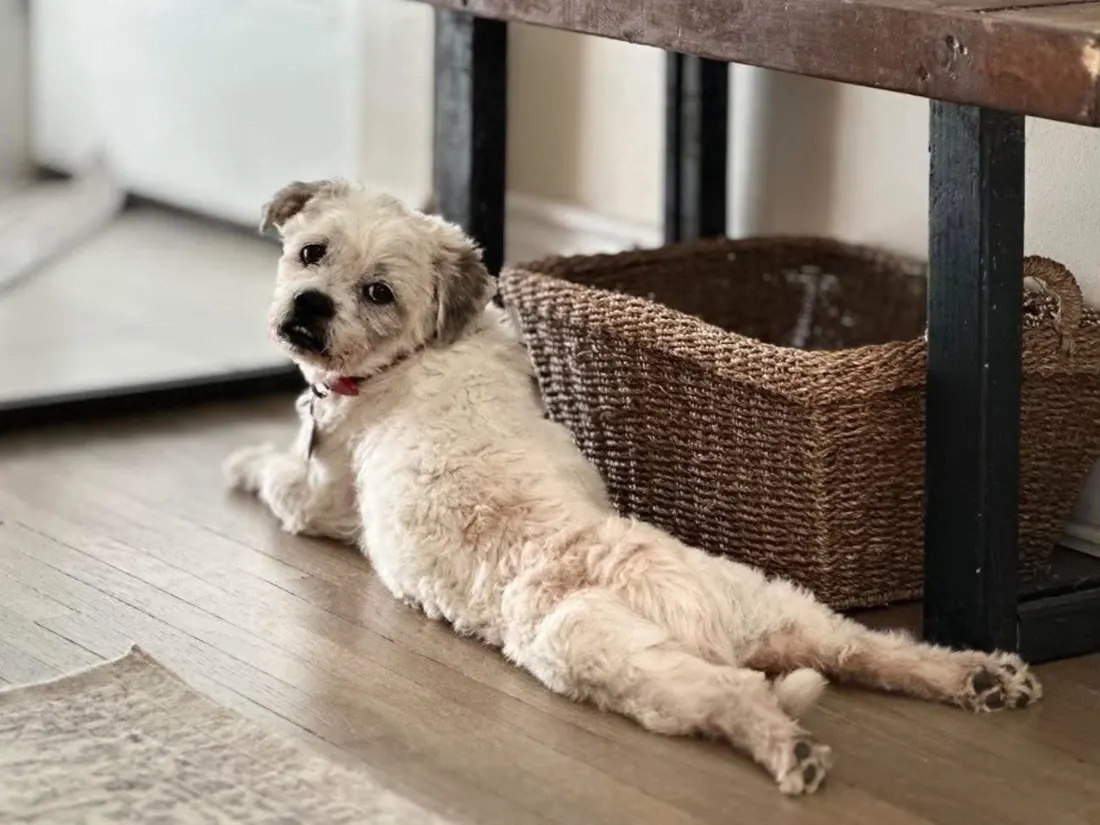 Brantley, a small cream dog, stretched out on a wooden floor