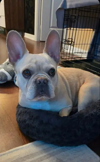 Brie, a fawn French Bulldog, resting in a dog bed