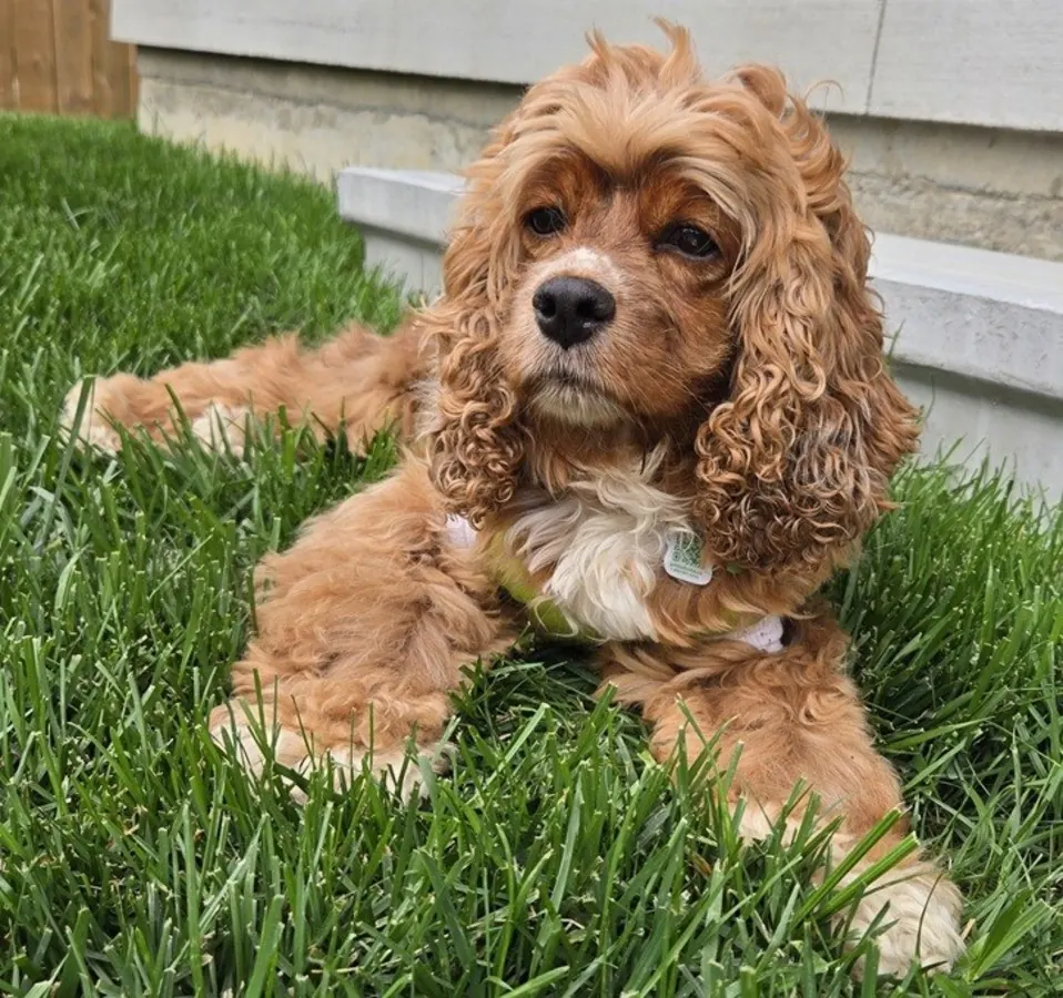 Edie, a red Cocker Spaniel, lying in the grass