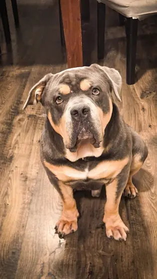 Eeyore, a brindle English Bulldog, sitting on a wooden floor