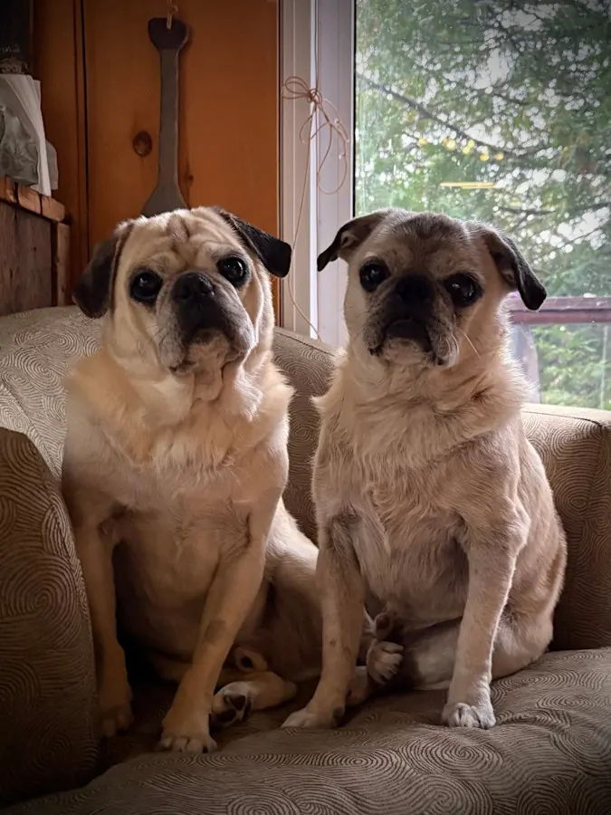 Frank and Rocky, two senior pugs, sitting together on a couch