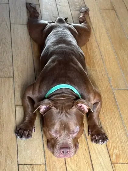 Froggy, a chocolate American Bulldog, sprawled flat on a wooden floor