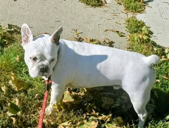 Gavin, a white French Bulldog, standing in the grass