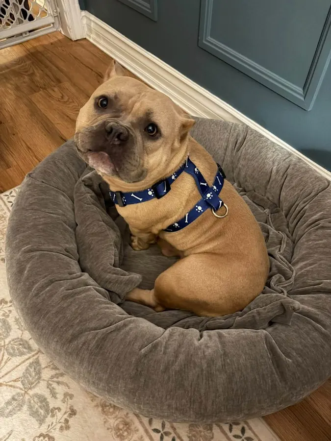Gemma, an American Bulldog, curled up in a dog bed in her foster home