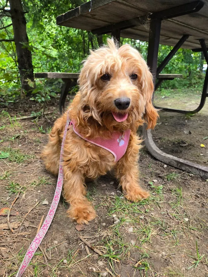 Kenna, an apricot Goldendoodle in a pink harness, sitting in a yard