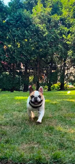 Leo, a cream French Bulldog, trotting across a lawn