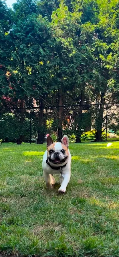 Leo, a cream French Bulldog, trotting across a lawn