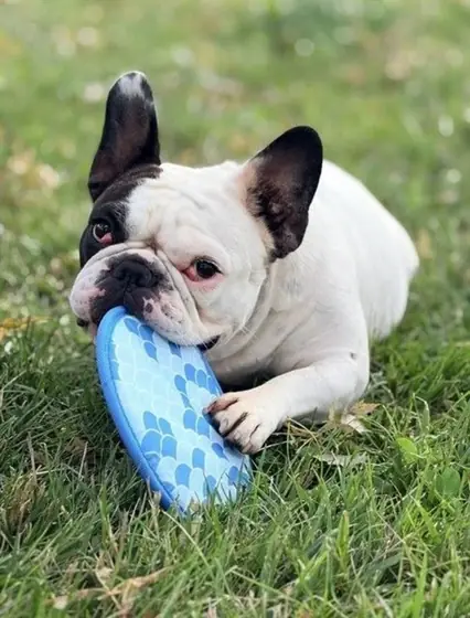 Mathilda, a white and black French Bulldog, chewing a frisbee in the grass