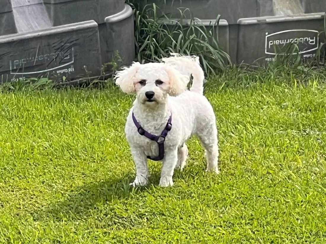 Parker, a small white Bichon, standing on a lawn