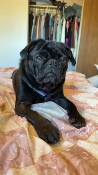 Peggy, a black pug, lying on a quilt