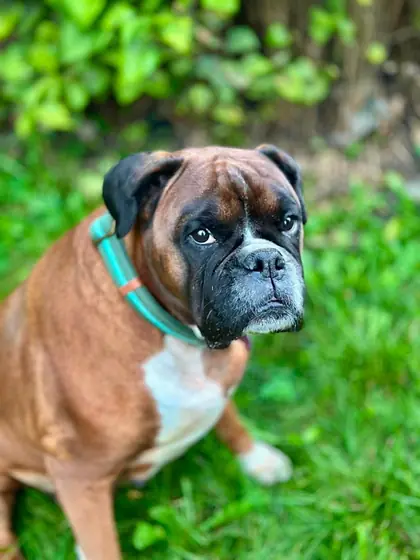 Raine, a fawn Boxer with a teal collar, sitting in the garden