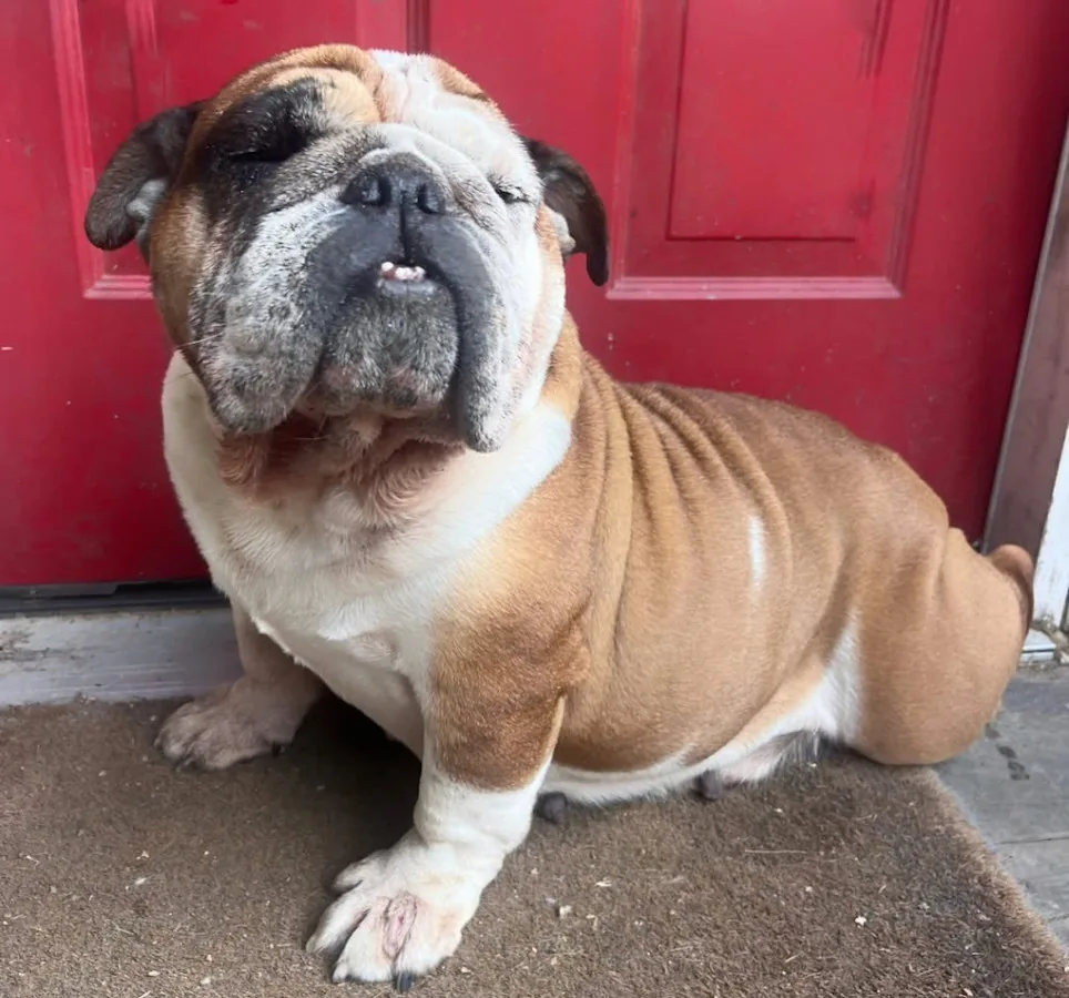 Babs, an English Bulldog rescued from a puppy mill, sitting in front of a red front door